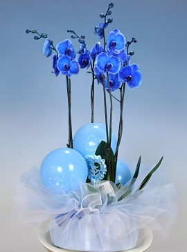 Bebek Doğum mavi orkide