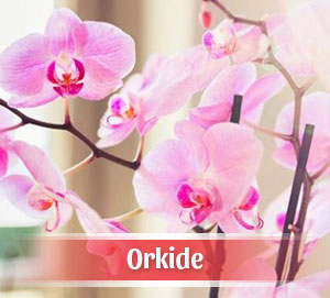 Orkide Siparişi