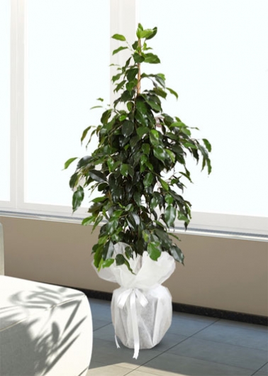 Ficus Benjamin