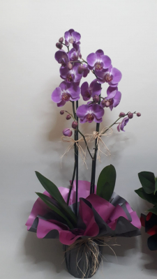 Trend Mor Orkide