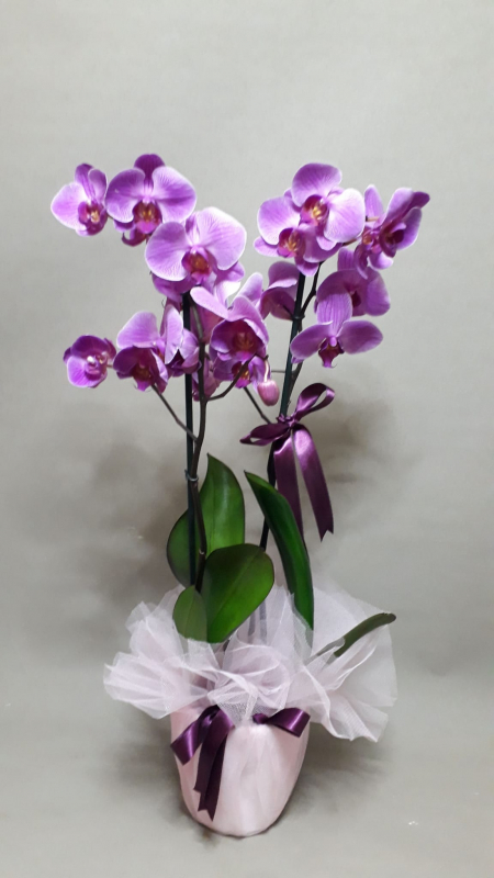 Orkide Mor