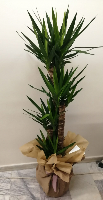 Yucca 3 Kök