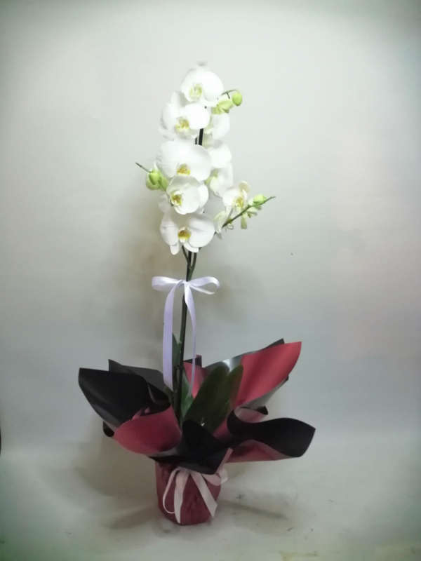 Beyaz Orkide Tek Dal